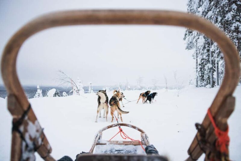 Rovaniemi: Self-Driving Husky Tour 7-kilometers - Who Will Love This Tour?