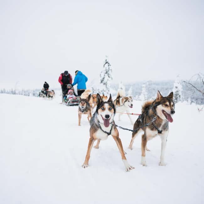 Rovaniemi: Self-Driving Husky Tour 7-kilometers - The Sum Up