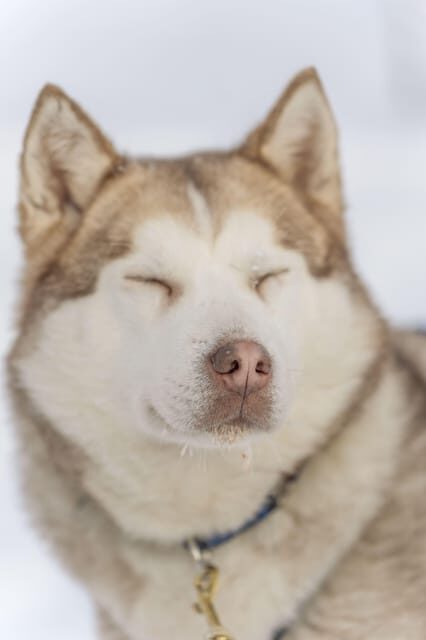 Rovaniemi: Snowmobile Safari, Reindeer & Husky Sleigh Ride - Practical Details and Logistics