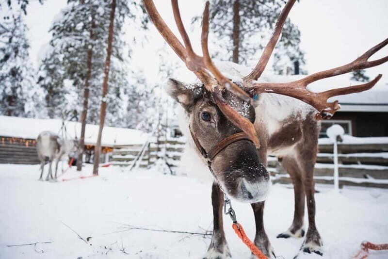 Rovaniemi: Snowmobile Tour and Reindeer Experience - A Closer Look at the Itinerary