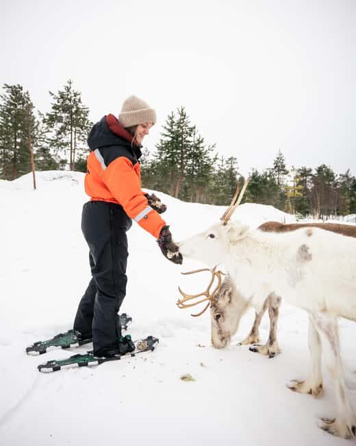 Rovaniemi: Snowshoe trip to meet reindeer - Exploring the Experience: An In-Depth Look at the Snowshoe Reindeer Trip