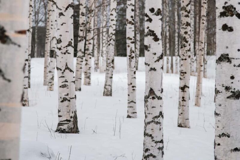 Rovaniemi: Snowshoeing in the Arctic Wilderness - The Sum Up