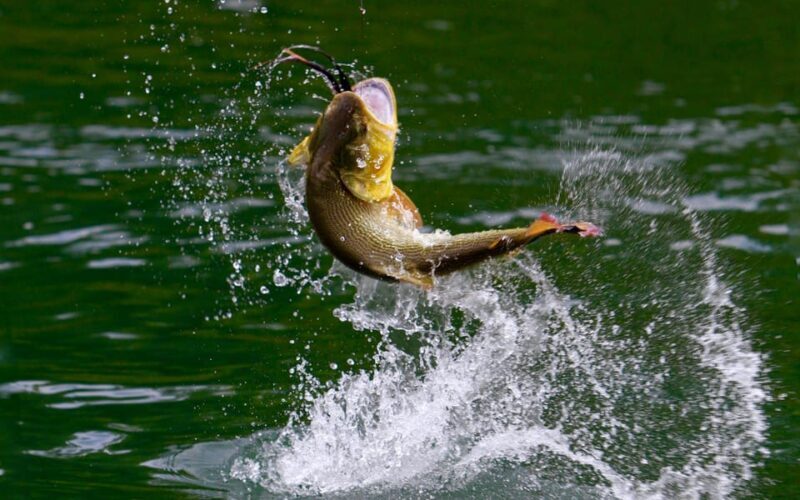 Rovaniemi: Summer Fishing Tour in Arctic Nature & BBQ - Rovaniemi: Summer Fishing Tour in Arctic Nature & BBQ