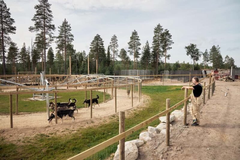 Rovaniemi: Summer Husky Kennel Tour and Cart Ride - In-Depth Breakdown of the Experience