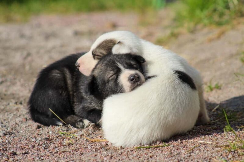 Rovaniemi: Summer Husky Kennel Tour and Cart Ride - FAQ