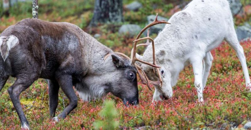 Rovaniemi: Summer Reindeer Farm Experience - A Detailed Look at the Rovaniemi Summer Reindeer Farm Experience