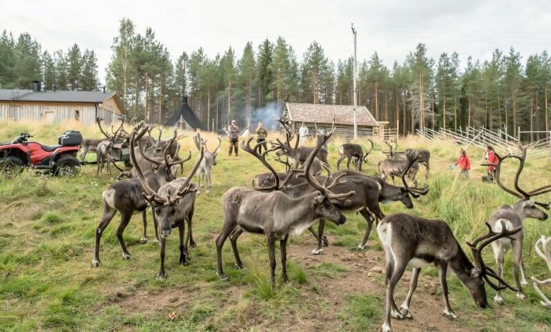 Rovaniemi: Summer Reindeer Farm Experience - Practical Details and Tips