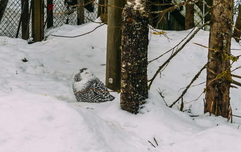 Rovaniemi: Trip to Ranua Zoo with Tickets - Key Points