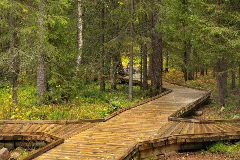 Rovaniemi: Vaattunkiköngäs Trail Arctic Circle Forest Hike - Key Points
