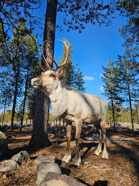 Rovaniemi: Visit Authentic Family-owned Reindeer Farm - A Deep Dive into the Reindeer Farm Experience in Rovaniemi
