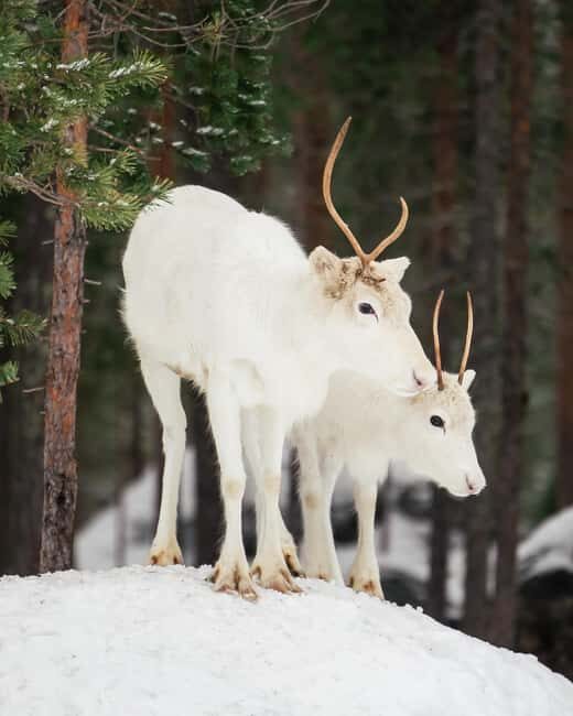 Rovaniemi: Visit Authentic Family-owned Reindeer Farm - Final Thoughts