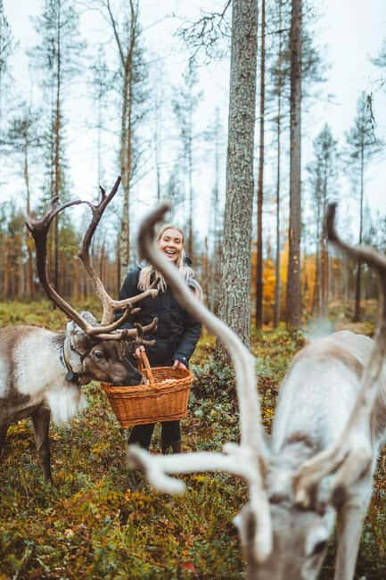 Rovaniemi: Walk with Reindeer - Key Points