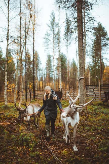 Rovaniemi: Walk with Reindeer - A Detailed Look at the Reindeer Walk Experience