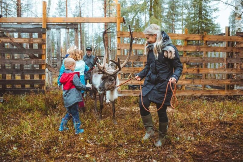 Rovaniemi: Walk with Reindeer - Practical Tips for Booking and Participating