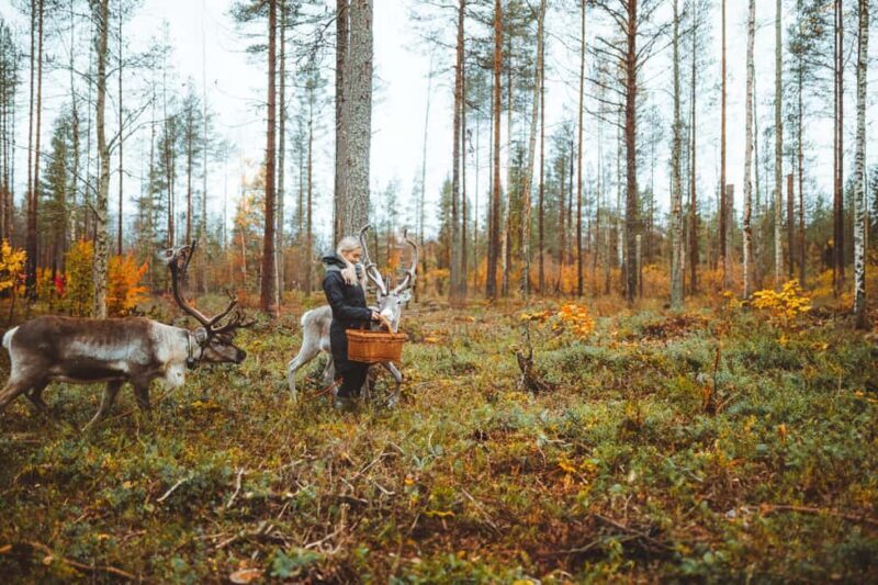 Rovaniemi: Walk with Reindeer - FAQ