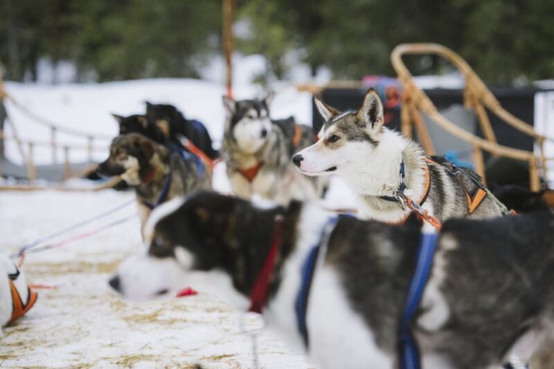 Rovaniemi: Winter Snowshoeing, Reindeer & Husky Sleigh Ride - The Overall Value: Is It Worth It?
