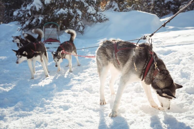 Rovaniemis Magical Christmas Tour: Santas Home - Experience the Magic of Lapland with Rovaniemis Magical Christmas Tour: Santa’s Home