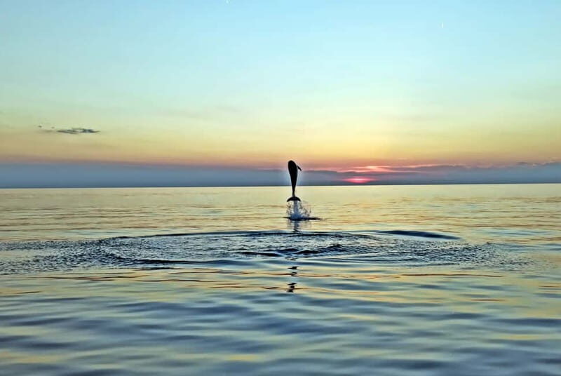 Rovinj: Dolphin Watching Sunset Speedboat Tour with Drinks - The Value of This Experience