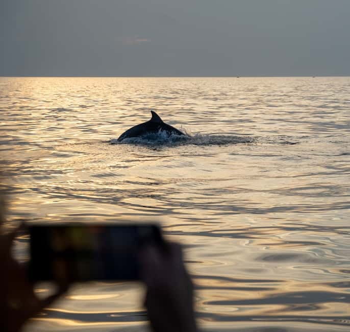 Rovinj: Dolphin Watching Sunset Speedboat Tour with Drinks - The Authenticity and Authentic Experiences