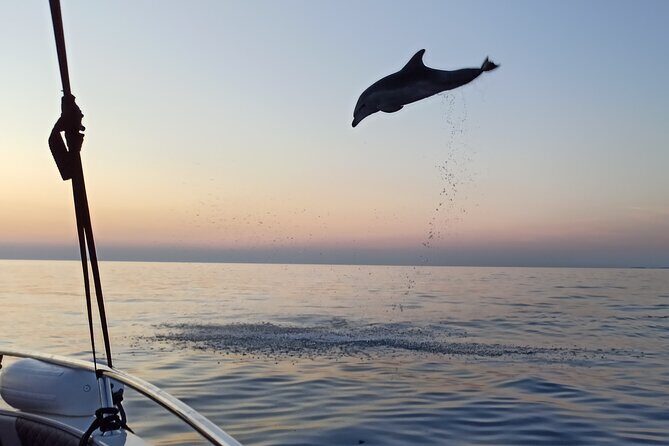 Rovinj Dolphins at Sunset & Island Swimming Speedboat Tour - Key Points