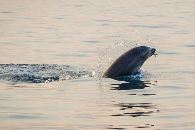 Rovinj Dolphins at Sunset & Island Swimming Speedboat Tour - Discovering the Rovinj Dolphins at Sunset & Island Swimming Speedboat Tour