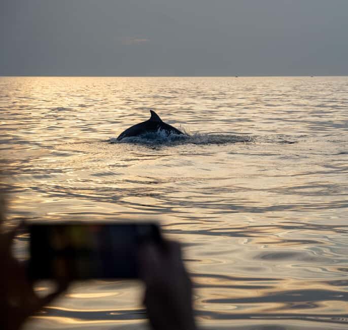 Rovinj: Dolphins at Sunset & Island Swimming Speedboat Tour - The Value of Small-Group, Respectful Wildlife Watching