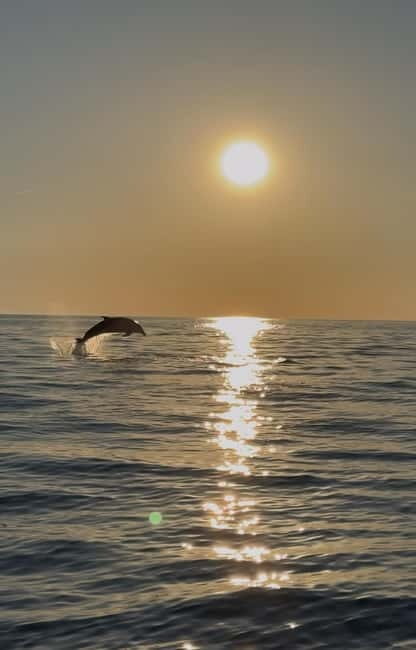 Rovinj: Shared Dolphin and Sunset Tour with Drinks - Key Points