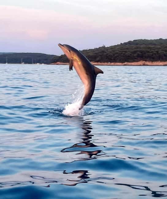 Rovinj: Shared Dolphin and Sunset Tour with Drinks - An Authentic Sea Adventure in Rovinj