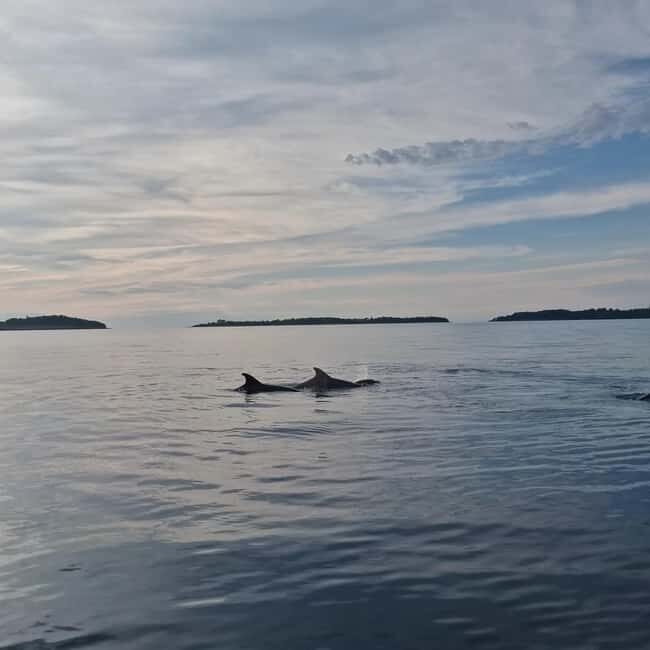 Rovinj: Shared Dolphin and Sunset Tour with Drinks - Final Thoughts