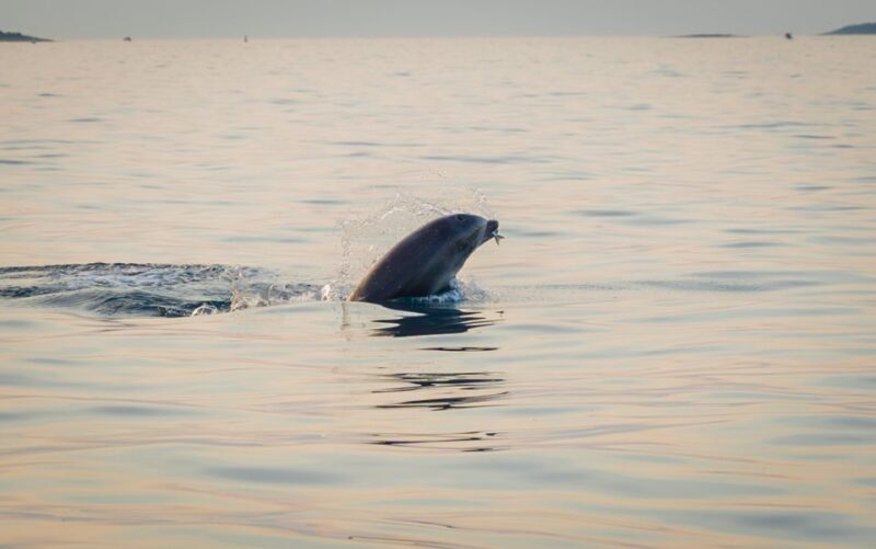 Rovinj: Sunrise Dolphins & Fishermen at Work Speedboat Tour - An In-depth Look at the Rovinj Sunrise Dolphin Tour