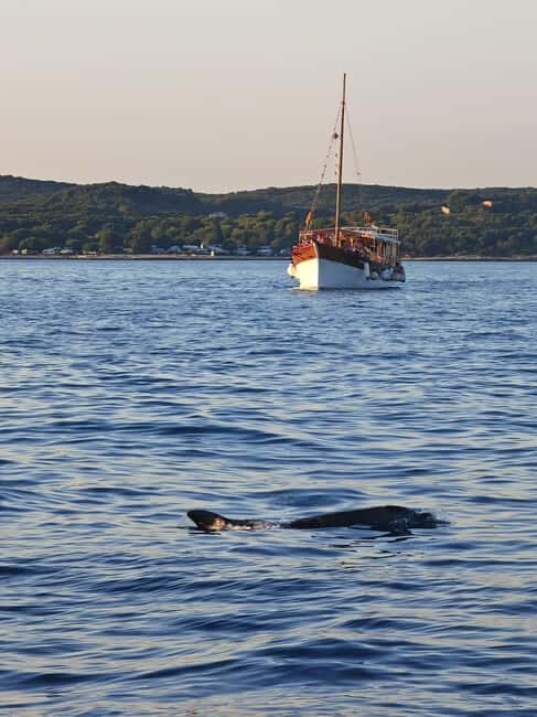 Rovinj: Sunset Lim Fjord Tour with BBQ, Swimming & Dolphins - A Deep Dive into the Rovinj Sunset Lim Fjord Tour