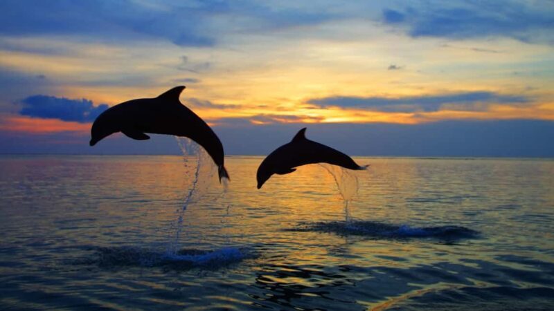 Rovinj: Sunset Speedboat Tour with Dolphin Watching - A Closer Look at the Rovinj Sunset Speedboat Tour