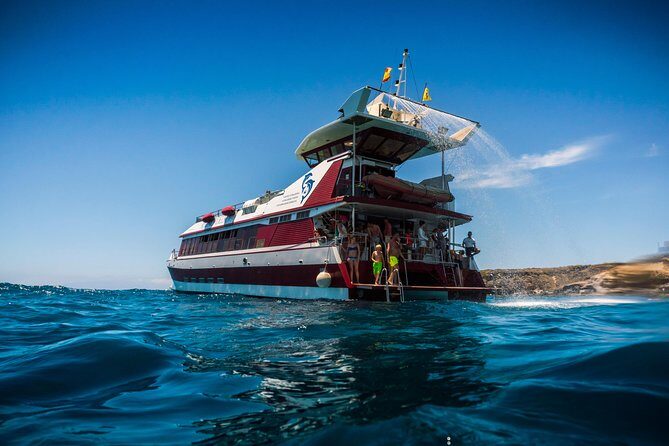 Royal Delfin 3H Dolphin & Whale Watching! Swimming & Lunch! - An In-Depth Look at the Royal Delfin Dolphin & Whale Tour