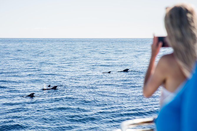 Royal Delfin - 4'5H Dolphin & Whale Watching - Los Gigantes Masca - Lunch & Swim - Tenerife Dolphin & Whale Watching Tour: A Closer Look
