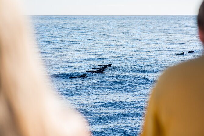 Royal Delfin - 4'5H Dolphin & Whale Watching - Los Gigantes Masca - Lunch & Swim - Value and Practical Considerations