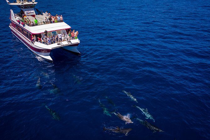 Royal Delfin - 4'5H Dolphin & Whale Watching - Los Gigantes Masca - Lunch & Swim - The Sum Up: Is It Worth It?