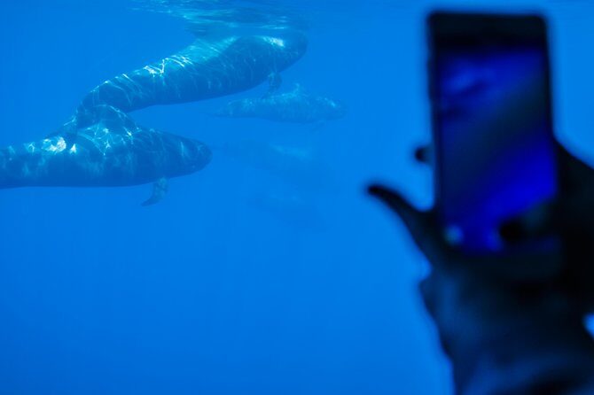 Royal Delfin - 4'5H Dolphin & Whale Watching - Los Gigantes Masca - Lunch & Swim - FAQ