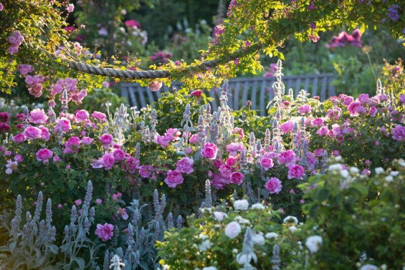 Royal Horticultural Society: Rosemoor Garden Ticket - A Deeper Look at RHS Garden Rosemoor