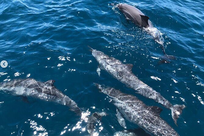 Royal Humpback Whale Exploration - Final Thoughts: Is This Tour Right for You?