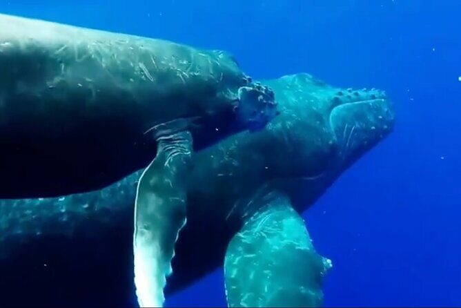 Royal Humpback Whale Exploration - Final Word