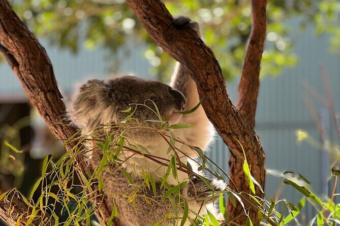 Royal National Park Hike, Swim and Wildlife Tour - Who Will Love This Tour?