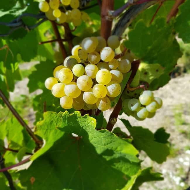 Rüdesheim - Wine tasting - A journey of pleasure through 5 wines - A Tasty Journey in Rüdesheim: Savor Five Wines with a Local Winemaker