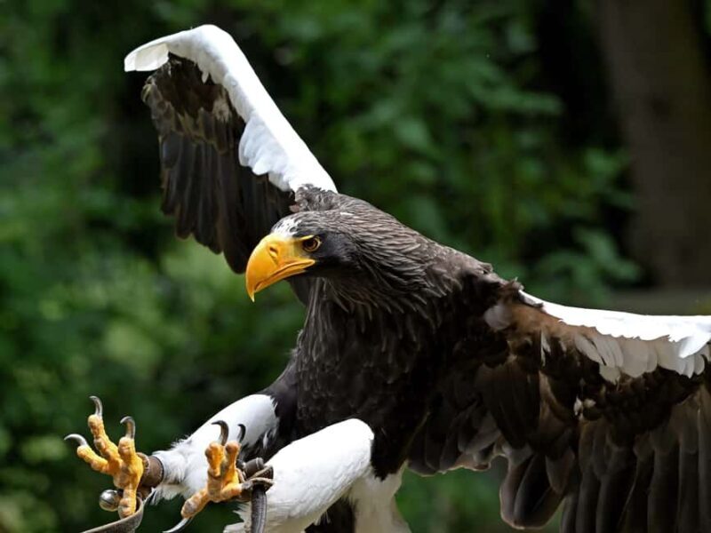 Ruhla: Ticket for a flight show with eagles, owls, and more. - FAQs about the Ruhla Flight Show
