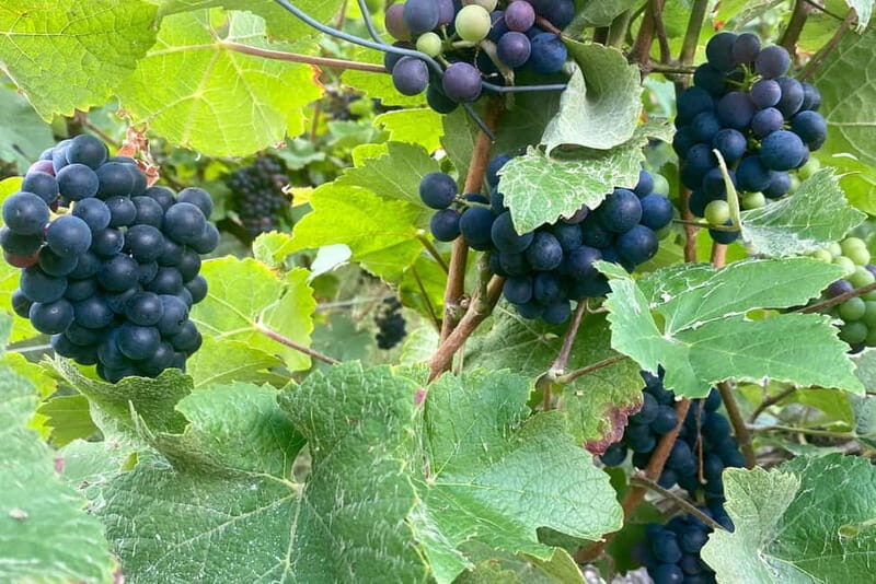 Ruinart Champagne Cellars Tastings Private trip from Paris - Key Points