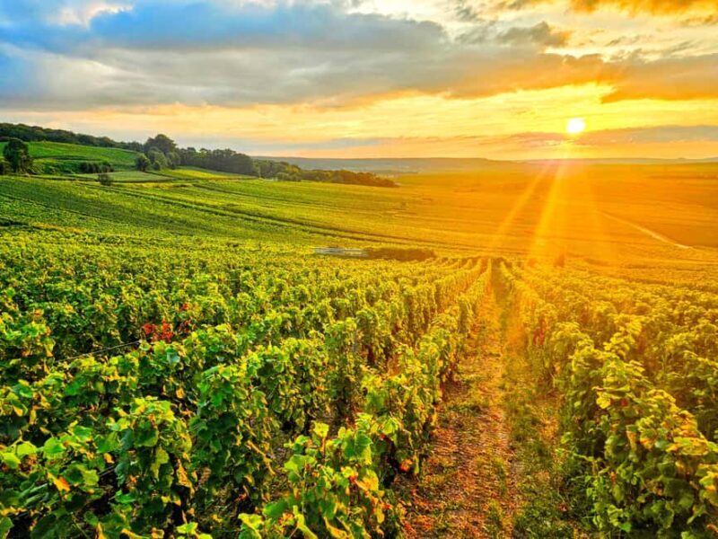 Ruinart Tasting and Fun Private Tour in Champagne - What’s Included and What’s Not