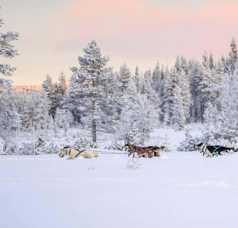 Ruka: Husky Ride and Farm Visit + Fireside Treats - What Makes This Tour Valuable?