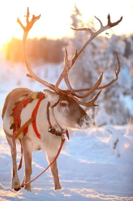 RUKA: Reindeer Feeding, Sleigh Ride & Fireside Delicacies - A Detailed Look at the RUKA Reindeer Experience