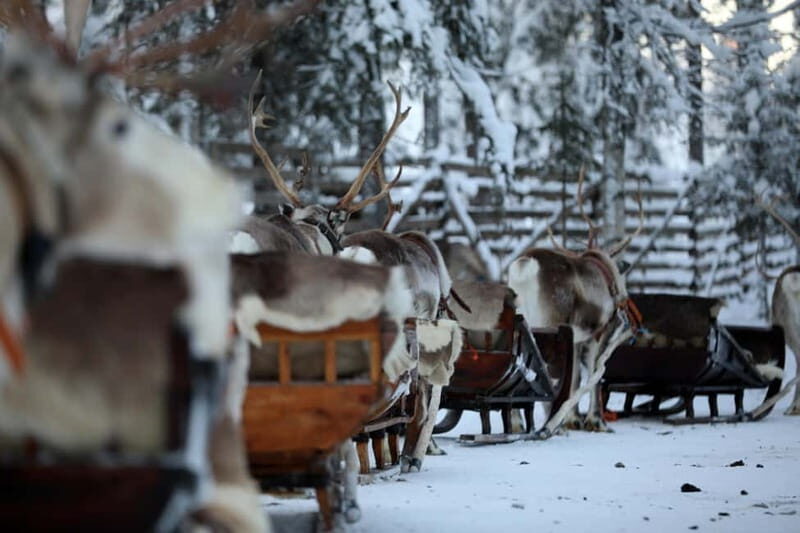 RUKA: Reindeer Feeding, Sleigh Ride & Fireside Delicacies - Who Will Love This Tour?