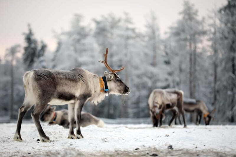 RUKA: Reindeer Feeding, Sleigh Ride & Fireside Delicacies - Frequently Asked Questions