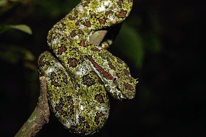 Rural Coffee Processes Inside the Forest with Night Tour - A Detailed Look at the Rural Coffee Processes Inside the Forest with Night Tour
